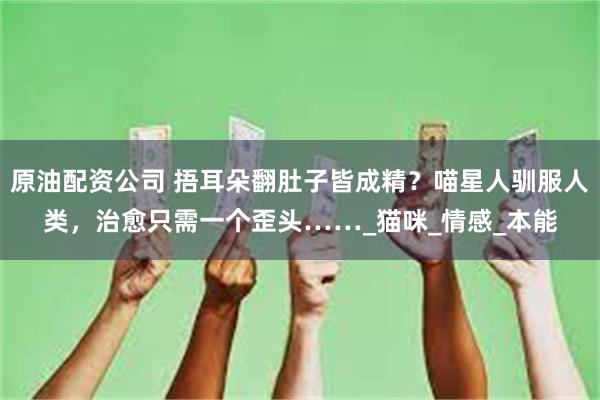 原油配资公司 捂耳朵翻肚子皆成精？喵星人驯服人类，治愈只需一个歪头……_猫咪_情感_本能
