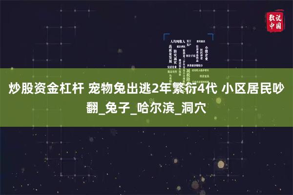 炒股资金杠杆 宠物兔出逃2年繁衍4代 小区居民吵翻_兔子_哈尔滨_洞穴